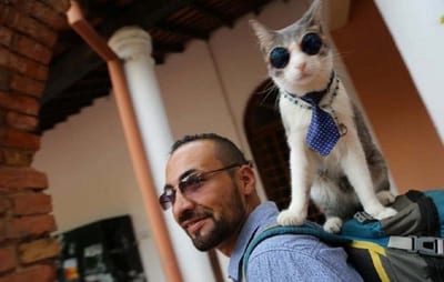 “Gato Mochilero” sacó de la depresión a su humano, cuenta veterinario
