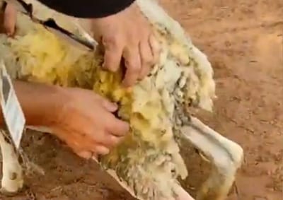 Defensa Animal abre sumario a Granja Don Papalo