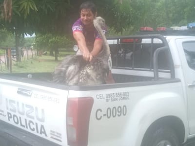 “Pipita”, la avestruz fugitiva retorna a casa 