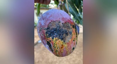 Expertos dicen que mangos enfermos pueden ser consumidos