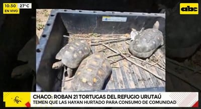 Denuncian robo de 21 tortugas del Refugio Urutaú