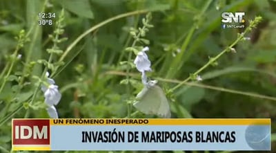 Migración generó invasión de mariposas blancas, según especialista
