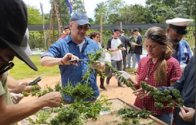 Cosechan cannabis públicamente ante presencia de agentes de “incógnito”