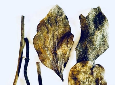 Habilitarán exposición sobre plantas medicinales originarias del Paraguay