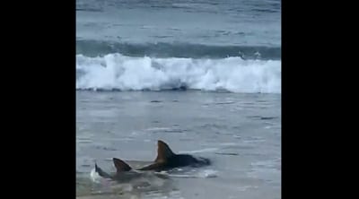 En menos de 24 horas se registran dos ataques de tiburones en playas de Recife