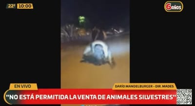 Mades investiga traslado en motocicleta de yacaré sin vida en Pilar