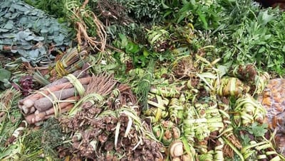 Recomiendan yuyos para combatir la indigestión tras la Semana Santa