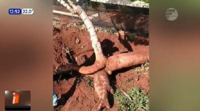 Cosechan mandioca gigante en Natalio