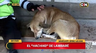 Piden adoptar al perro “Hachiko de Lambaré” que permanece en parada de buses