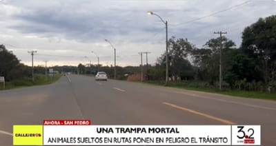 Expresan preocupación ante ingreso de animales sueltos a rutas de San Pedro