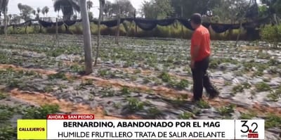 Humilde frutillero de San Pedro pide asistencia al Ministerio de Agricultura