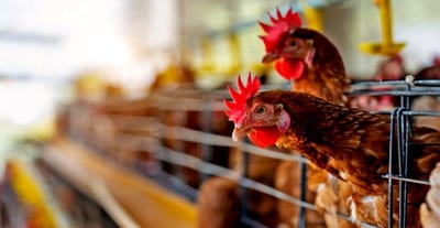 Senacsa alerta por gripe aviar en Brasil
