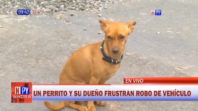 Gara: El heroico perrito que frustró robo de auto frente a colegio en Luque
