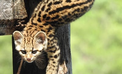 Denuncian robo de tirika en Zoológico de Asunción