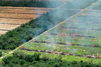 Normativa antideforestación de la UE enfrenta posible revisión