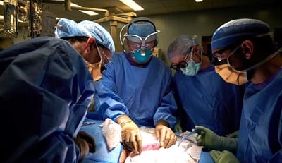 Avance médico: Riñones de cerdo en trasplantes humanos
