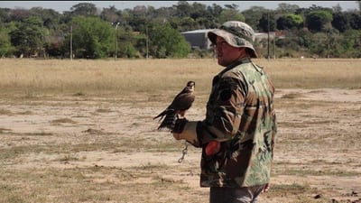 Denuncian aumento de colisiones entre aves y aviones en un 300%