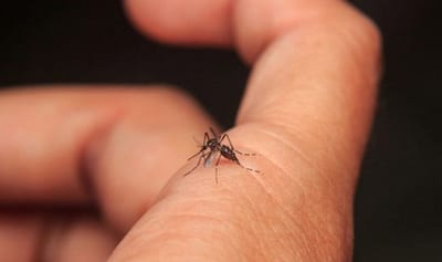 Piden estar en alerta ante síntomas de dengue