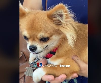 ¡Milagro canino! Perrito visita a la Virgen de Caacupé para cumplir promesa