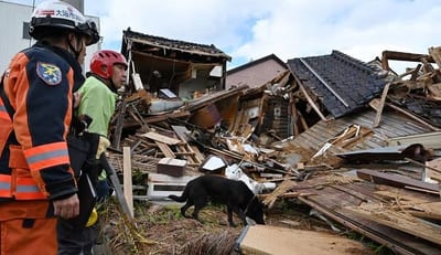 Elsa, la perra heroína en la tragedia sísmica de Japón