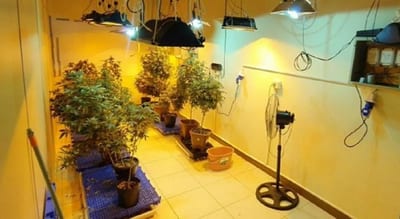 Condenan a grupo por cultivo de marihuana de alta calidad