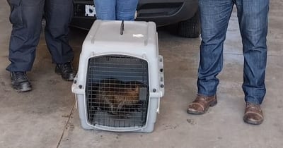 Nutria rescatada retorna a su hábitat natural en Luque