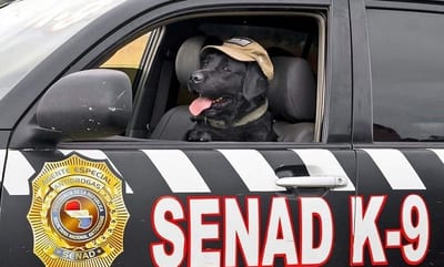 Conocé a Rocky, el can antidrogas estrella de la SENAD