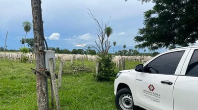 Rescatan a 123 vacas paraguayas Nelore en Brasil