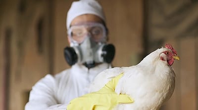 OMS: Muerte en México no está relacionada con la gripe aviar