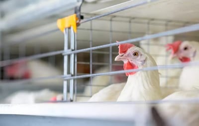 Paraguay suspende importación de aves desde Argentina