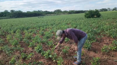 Sequía golpea duramente la producción agrícola en Concepción