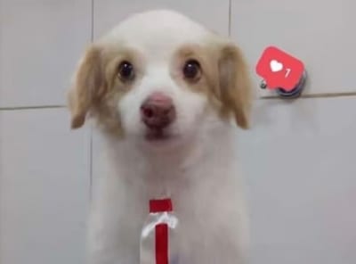 Dirección de Defensa Animal solicita colaboración ciudadana para esclarecer el caso Tomás