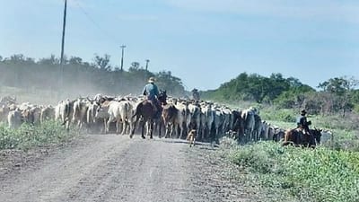Mortandad de ganado en Horqueta: el impacto del frío extremo y la deforestación