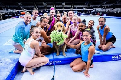 Beacon: El golden retriever que revoluciona el apoyo emocional en la gimnasia olímpica de EE.UU.