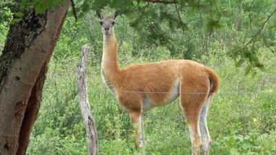 Paraguay celebra el primer Día Internacional del Guanaco