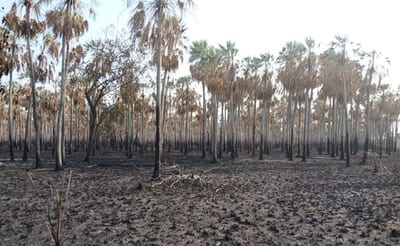 Incendio en Chaco bajo control, se aguardan lluvias