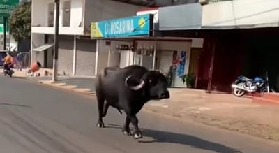 Búfalo sorprende al deambular por Presidente Franco