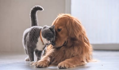 Buscan endurecer penas por zoofilia y crear registro de maltratadores