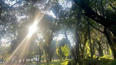 Diputados archivan proyecto y bosque San Vicente queda en riesgo