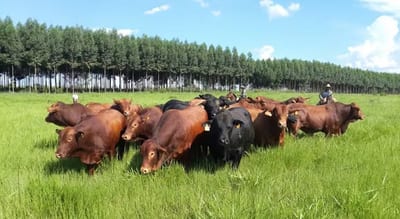 Carne paraguaya se destaca en Sial París 2024