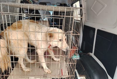 Rescatan a perrito maltratado por adulto mayor en San Lorenzo