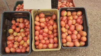 Paraguay exporta 120.000 kilos de tomate a Argentina en un hito histórico