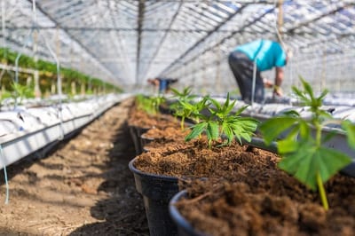 Industria del Cannabis: propuesta para la exportación y el desarrollo