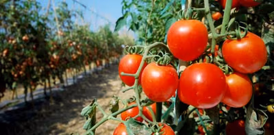 MAG impulsa producción de tomate resistente al calor