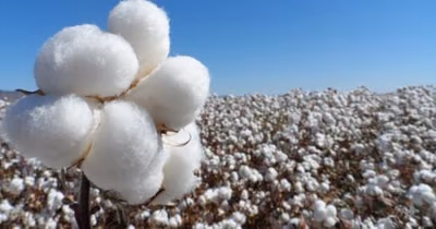 Paraguay’s Cotton Exports Surge 63% in 2024, Driven by Chaco Region