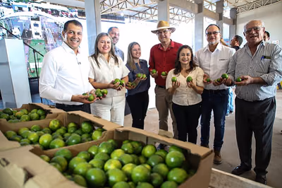 Paraguay exporta limón Tahití por primera vez: un hito para la agricultura familiar