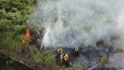 Incendios forestales devastan 11.000 hectáreas