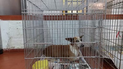 Propietarios encabezan casos de maltrato animal