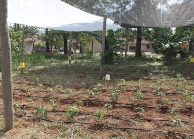 Sector agrícola busca sistemas de riego ante sequía