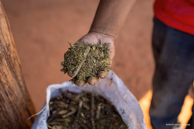 Paraguay’s Ava Guarani Community Safeguards Yerba Mate Amid Climate Threats
